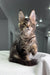 Cute Maine Coon kitten with tabby markings from Marry | Polydactyl Maine Coon