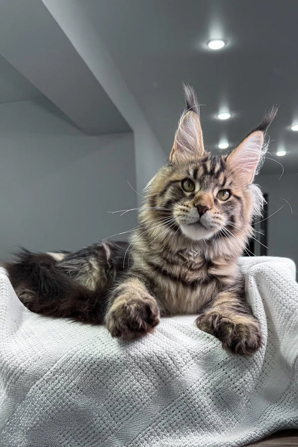 Adorable Polydactyl Maine Coon cat from Marry, showcasing its unique charm and personality