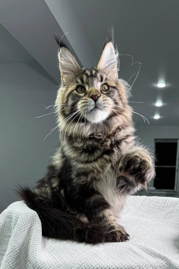 Fluffy brown tabby Maine Coon cat named Marry, a stunning polydactyl beauty