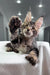 Maine Coon kitten Marry waving happily with adorable polydactyl paws