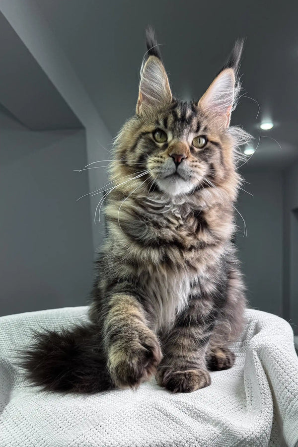 Adorable Maine Coon kitten with tufted ears from the Marry Polydactyl Maine Coon collection