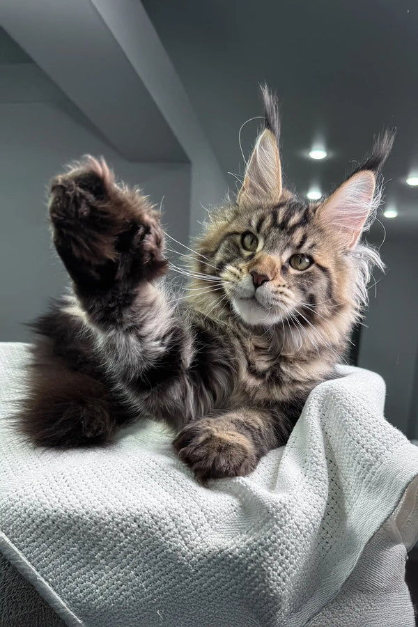 Cute Maine Coon kitten waving, perfect for the Marry Polydactyl Maine Coon product