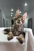 Playful Polydactyl Maine Coon kitten named Marry with fluffy fur and big paws