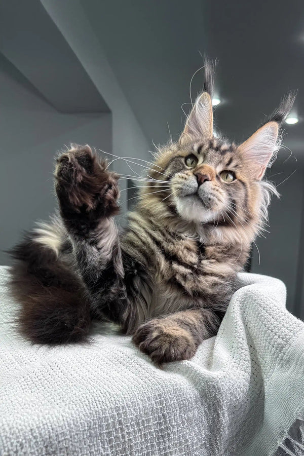 Playful tabby Maine Coon kitten showcasing Marry Polydactyl breed’s charm