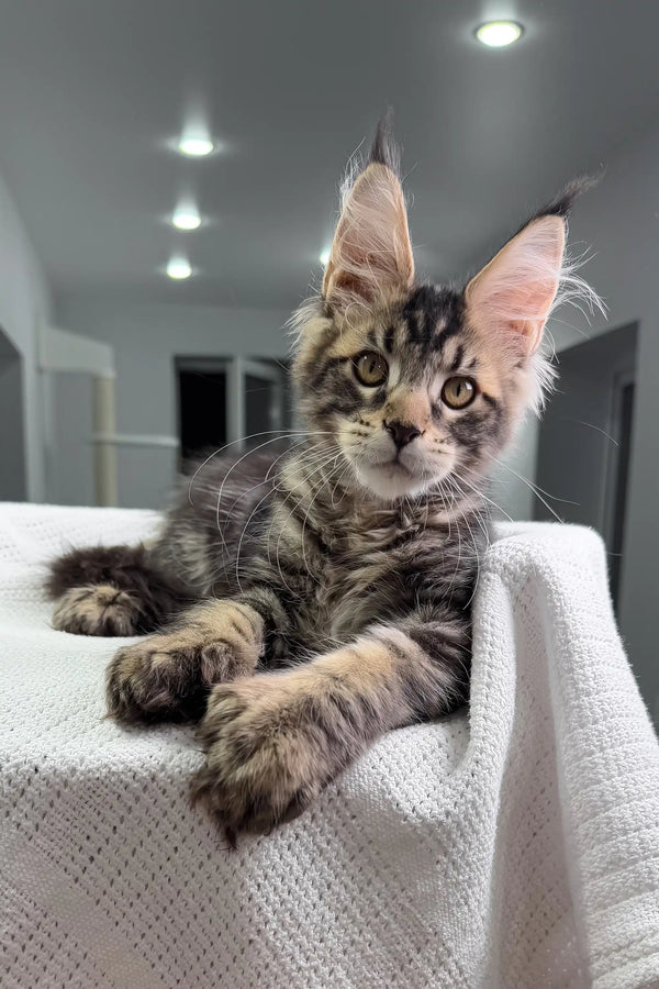 Tabby Maine Coon kitten in Marry Polydactyl Maine Coon product display