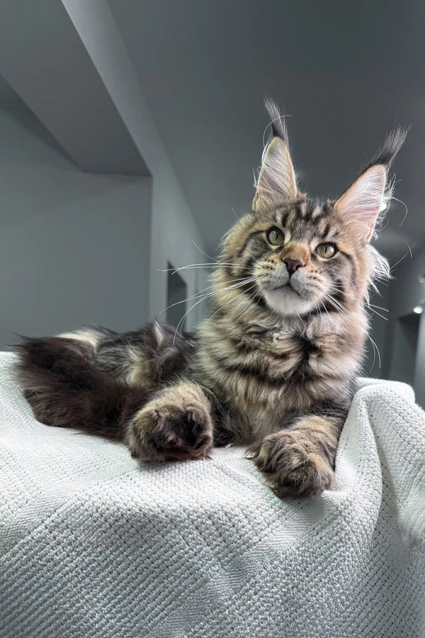 Tabby Maine Coon cat featured in Marry Polydactyl Maine Coon product