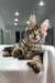 Tabby Maine Coon kitten from the Marry Polydactyl Maine Coon product line