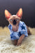 Mars | canadian sphynx kitten