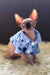 Mars | canadian sphynx kitten