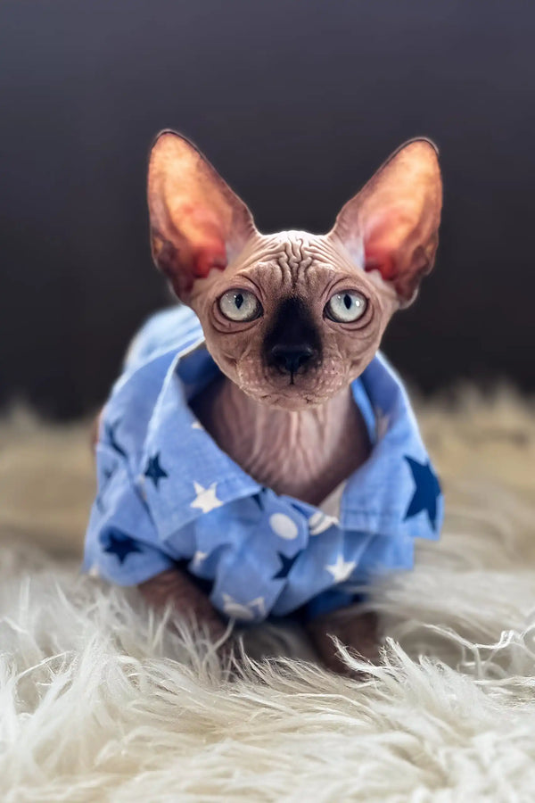 Mars | canadian sphynx kitten