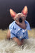 Mars | canadian sphynx kitten