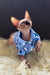 Mars | canadian sphynx kitten