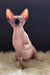 Mars | canadian sphynx kitten