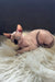Mars | canadian sphynx kitten