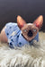 Mars | canadian sphynx kitten