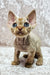 Adorable Devon Rex kitten named Mars with big ears and wide eyes ready for a new home