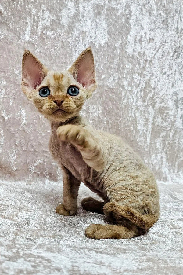 Adorable Devon Rex kitten Mars sporting big ears and a curly coat