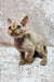 Cute Devon Rex kitten named Mars with big ears and adorable curly fur