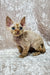 Cute Devon Rex kitten named Mars with big ears and curly fur perfect for cuddling