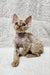 Cute Devon Rex kitten with curly fur and big ears in Mars product display