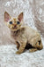 Cute Devon Rex kitten with curly fur and big ears from Mars collection