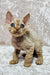 Cute Devon Rex kitten with big ears and curly fur for Mars product display