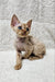 Cute Devon Rex kitten with curly fur and big ears, perfect for your Mars collection