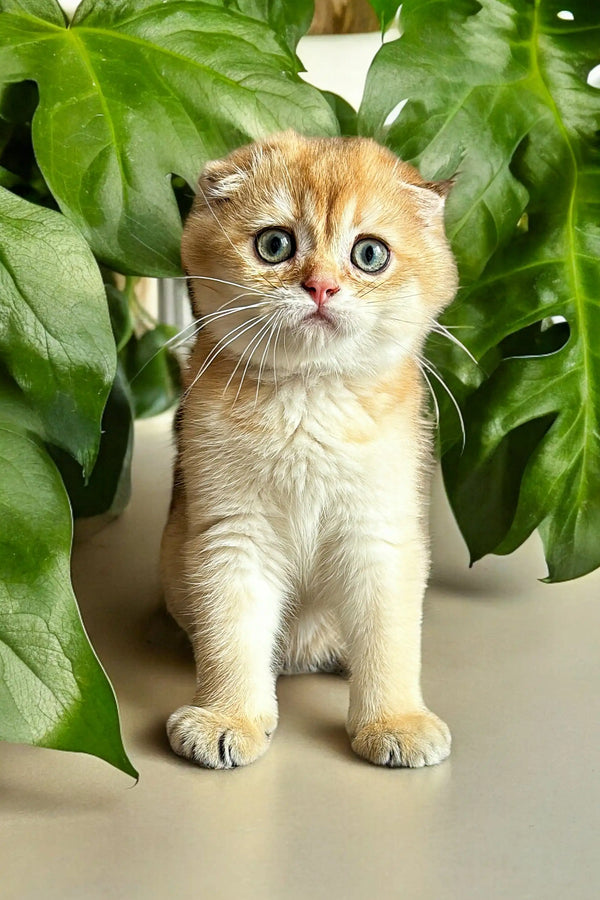 Cute cream Scottish Fold Kitten peeking through lush green leaves with big wide eyes