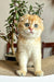 Cream-colored Scottish Fold kitten named Mars with big round eyes