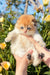 Adorable Scottish Fold kitten Mars held high among cheerful yellow flowers