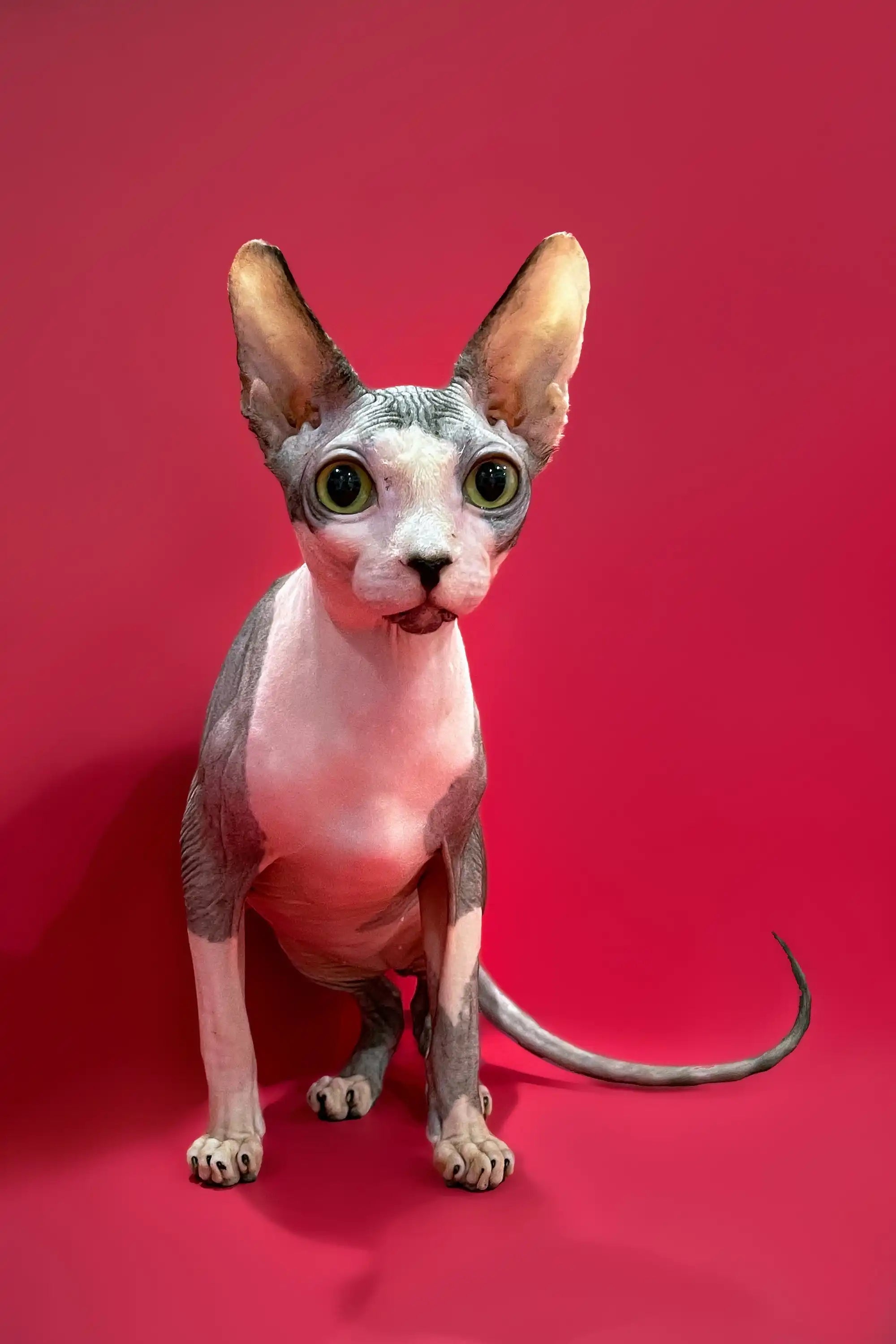 Sphynx Cats for Sale | Kittens For Mars | Kitten