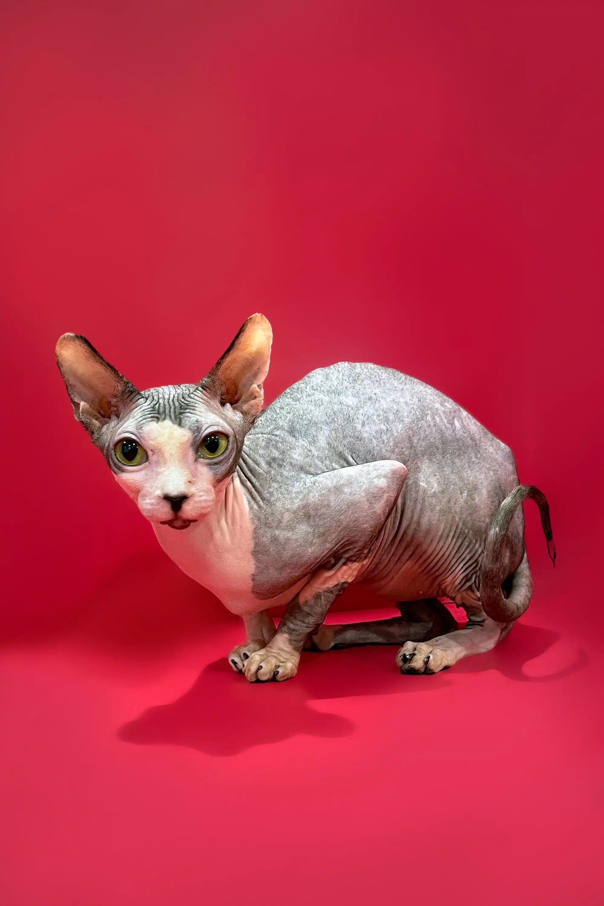 Sphynx Cats for Sale | Kittens For Mars | Kitten