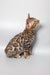 Spotted Bengal cat in Marseille Bengal Kitten product showcase, super cute and playful!