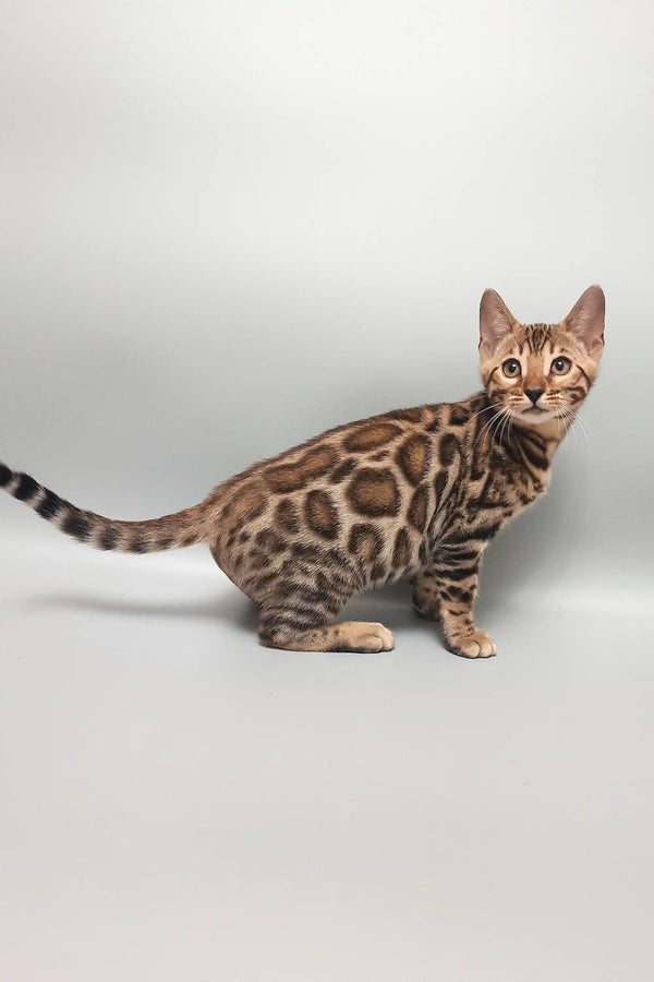 Spotted Bengal cat from the Marseille Bengal Kitten collection, adorable and playful