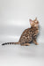 Spotted Bengal cat in Marseille Bengal Kitten product showcasing its stunning coat