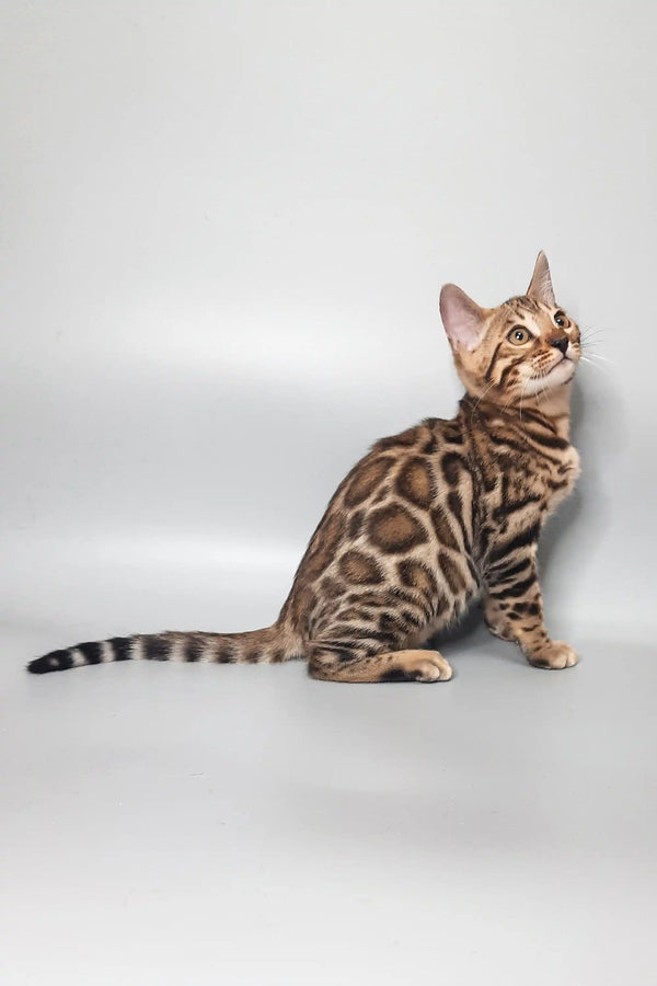 Spotted Bengal cat in Marseille Bengal Kitten product showcasing its stunning coat