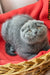 Adorable Scottish Fold kitten Marseille relaxing on a red blanket in a wicker basket