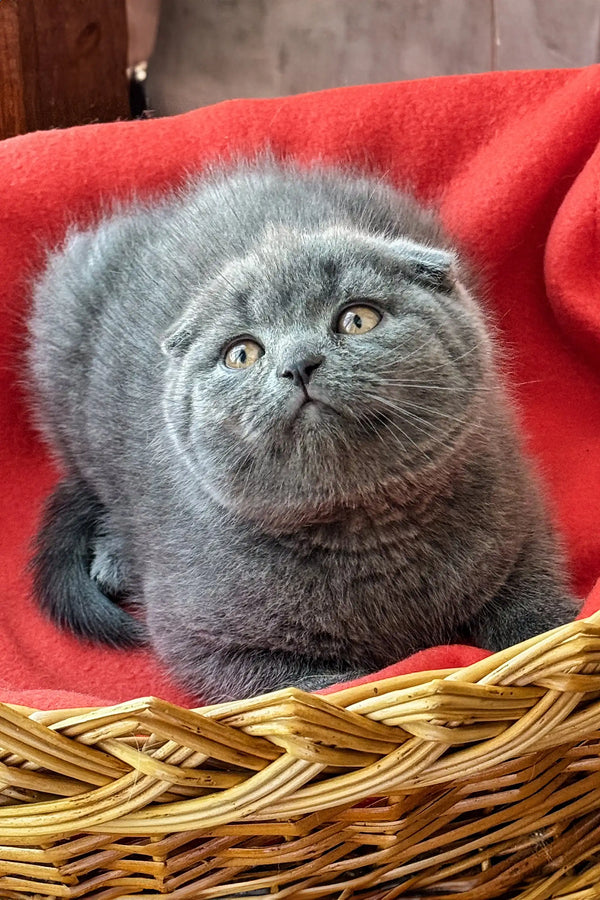 Adorable Scottish Fold kitten nestled in a wicker basket with folded ears