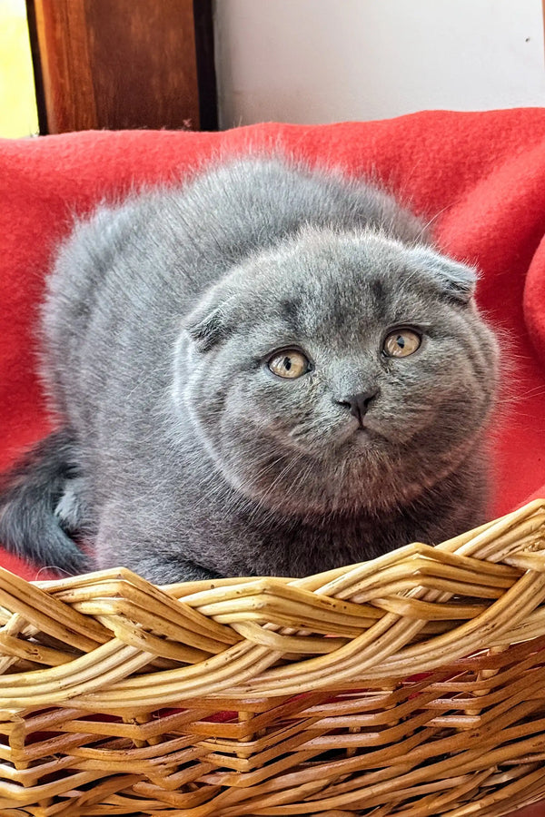 Adorable Scottish Fold kitten relaxing in a wicker basket