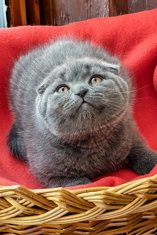 Adorable Gray Scottish Fold Kitten with folded ears and a round face