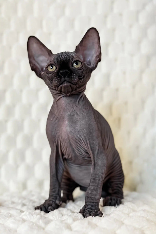 Adorable Hairless Sphynx kitten from the Marsel Canadian Sphynx Kitten collection