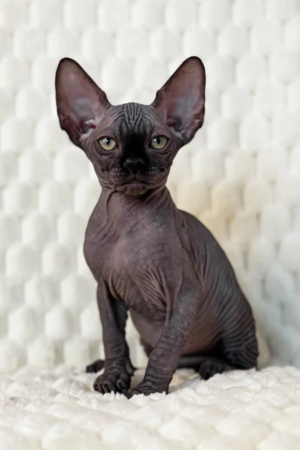 Adorable hairless black kitten from Marsel, a playful Canadian Sphynx cutie