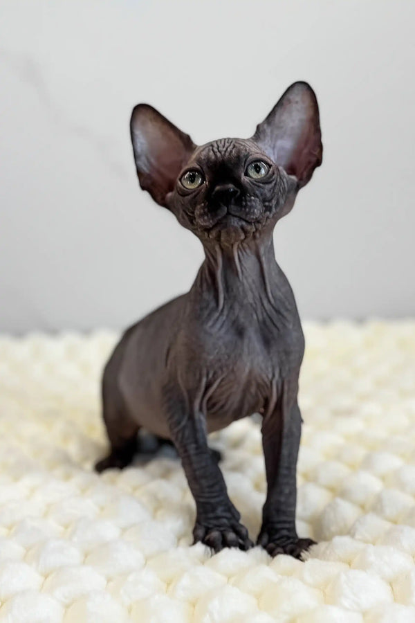 Hairless black kitten named Marsel, a charming Canadian Sphynx for your home
