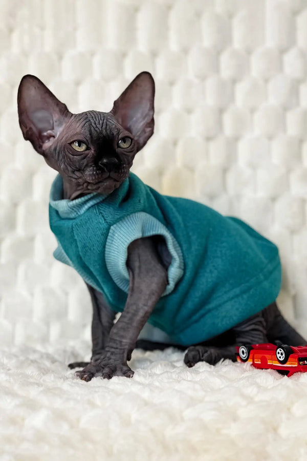 Hairless cat in a cozy teal sweater, perfect for the Marsel Canadian Sphynx Kitten