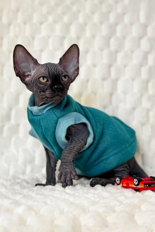 Hairless cat in a cozy teal sweater, perfect for the Marsel Canadian Sphynx Kitten