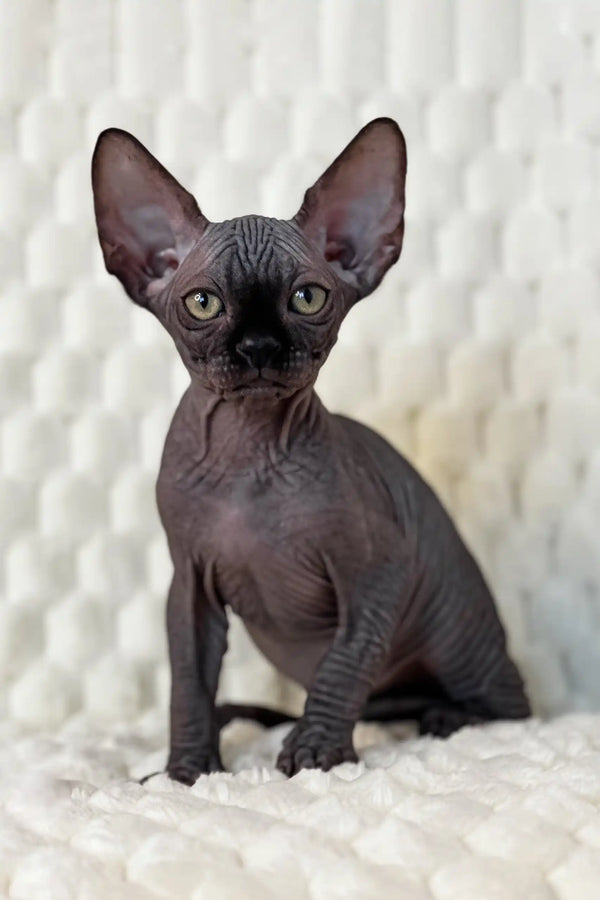 Meet Marsel: Adorable Sphynx Kitten in Sweater