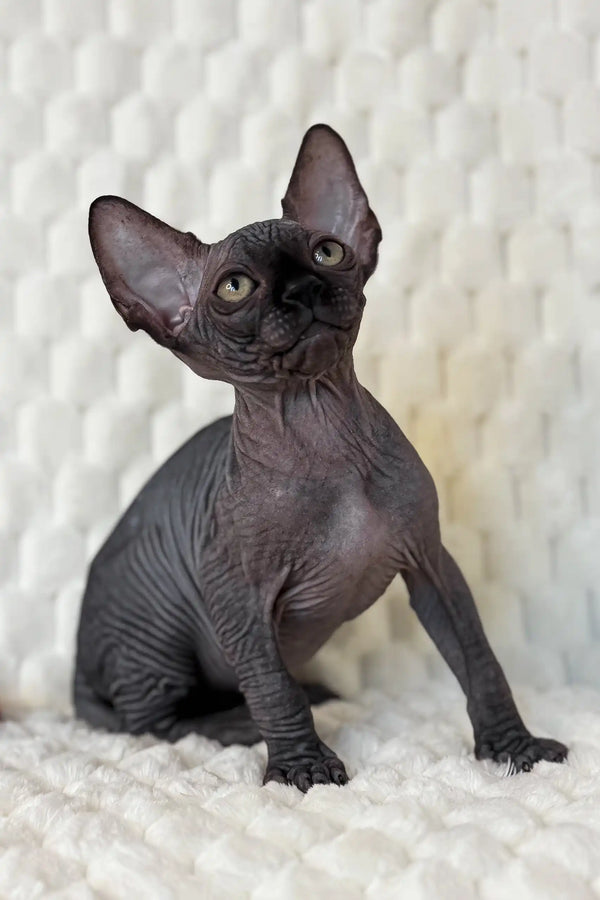 Adorable Wrinkled Hairless Sphynx Cat from Marsel Canadian Sphynx Kitten product