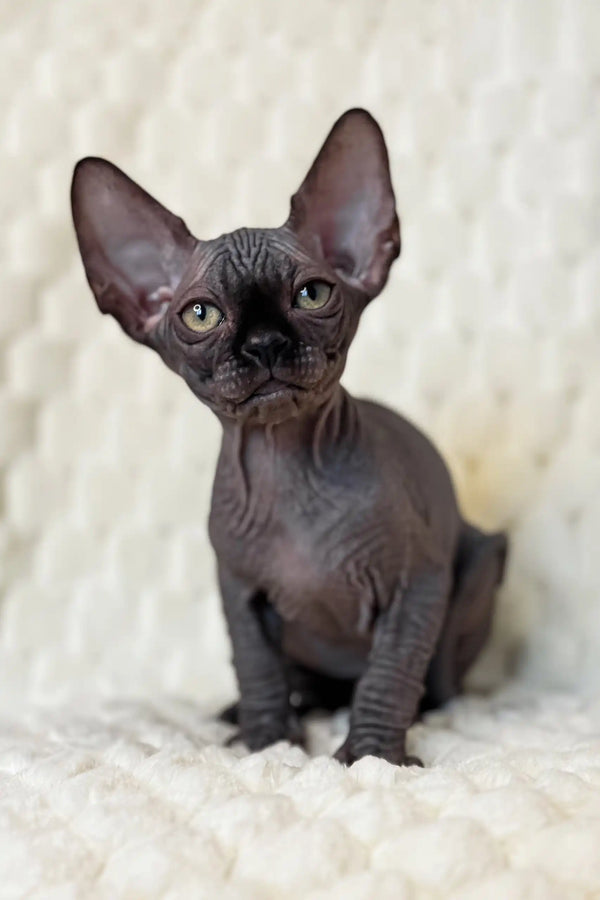 Cute wrinkled hairless Sphynx kitten named Marsel ready for a new home