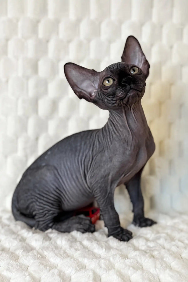 Wrinkled black Canadian Sphynx kitten named Marsel looking adorable and playful