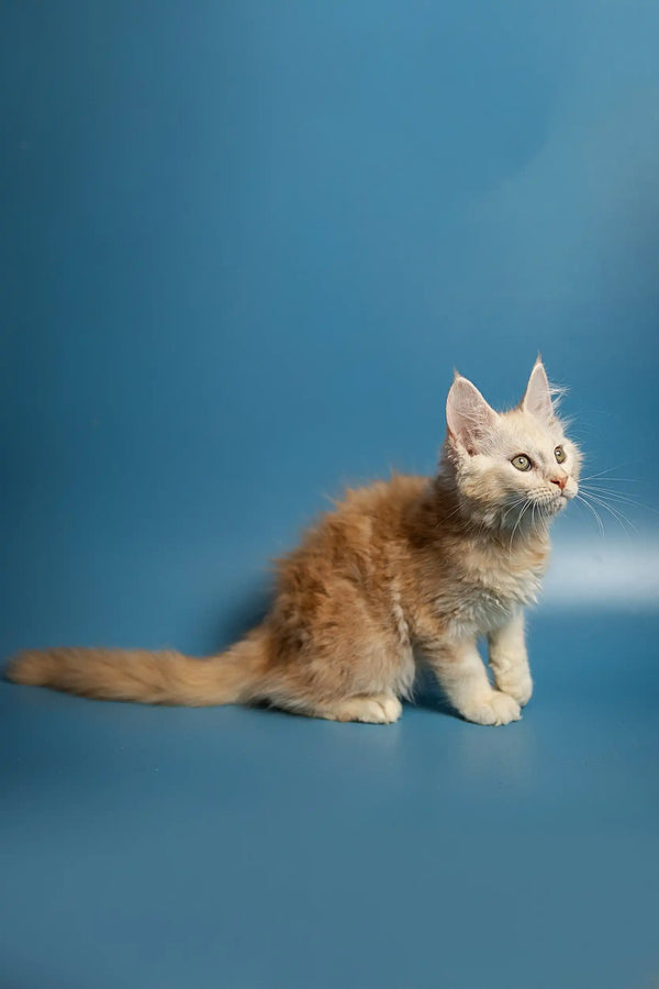 Fluffy orange Maine Coon kitten with alert expression and perked ears, perfect companion